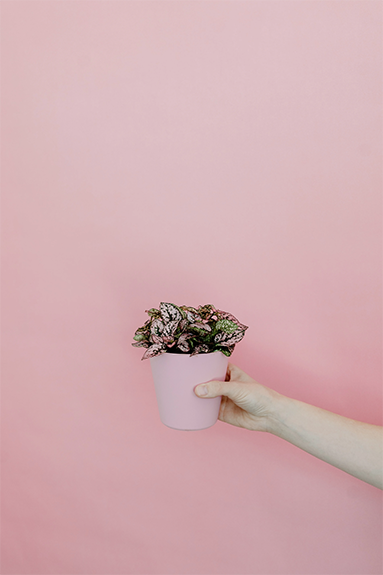 mano sosteniendo una maceta rosa sobre un fondo pleno rosa