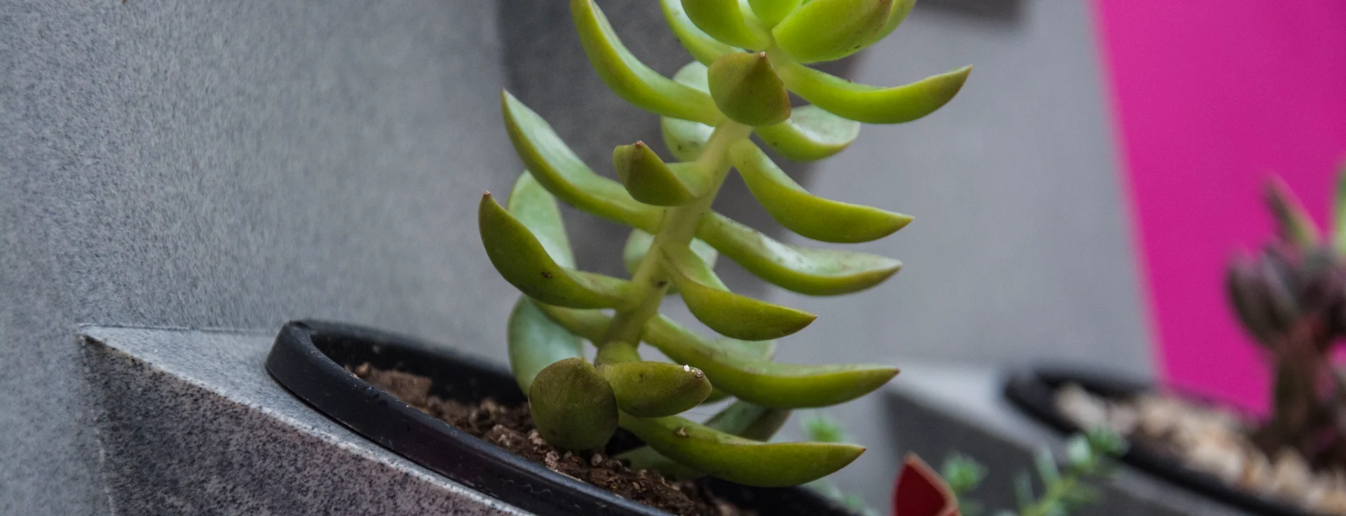 zoom a planta en jardin vertical