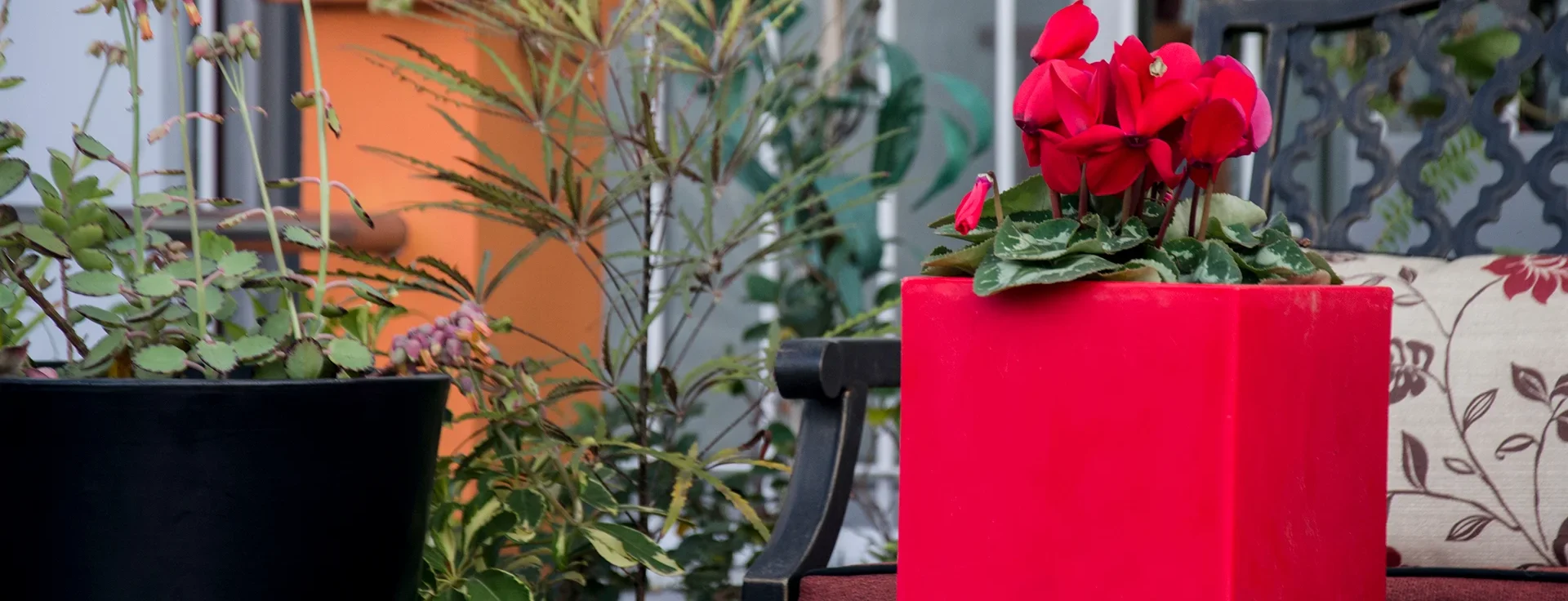 maceta plastica roja con rosas